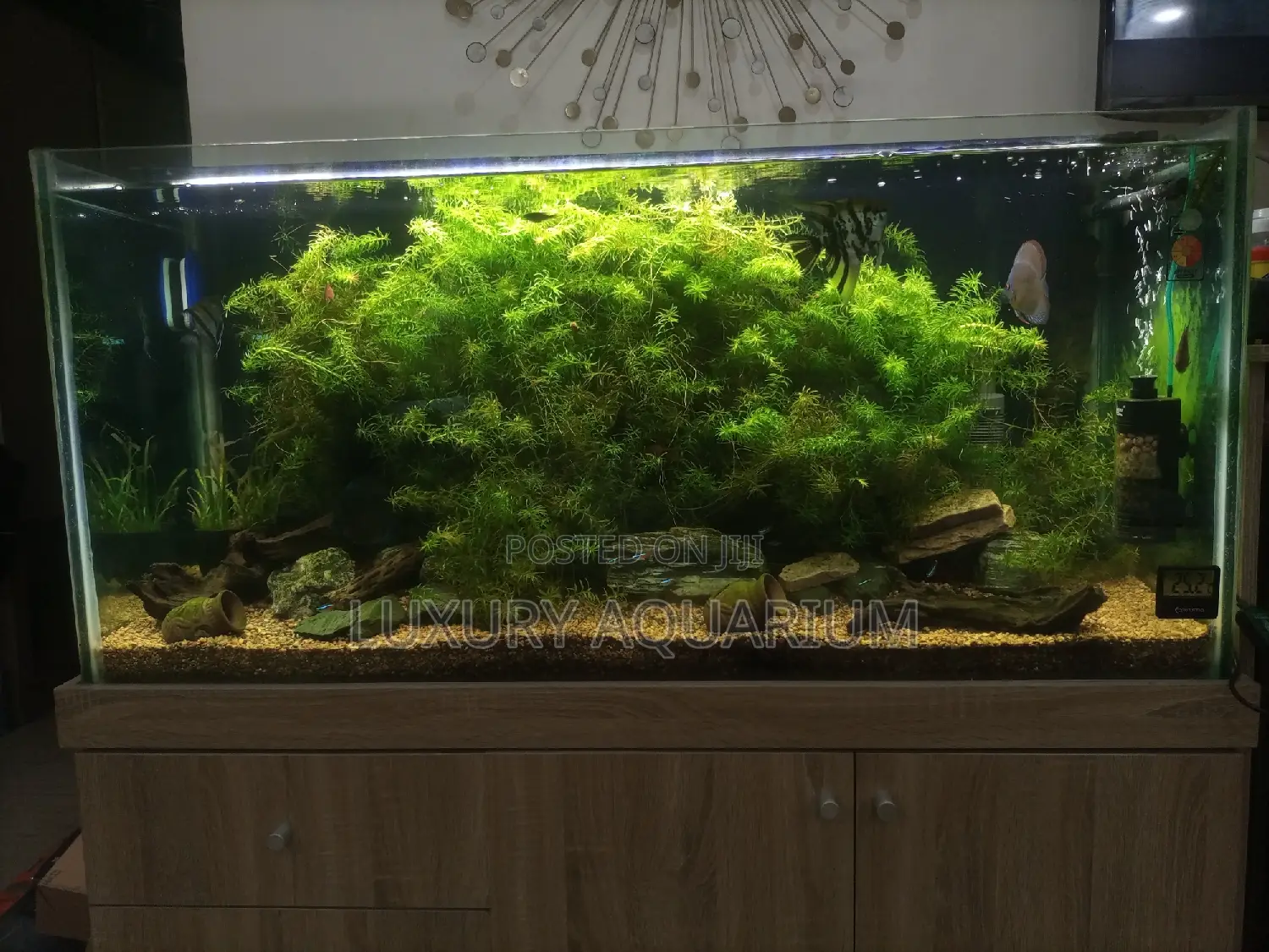 Natural Planted Aquarium