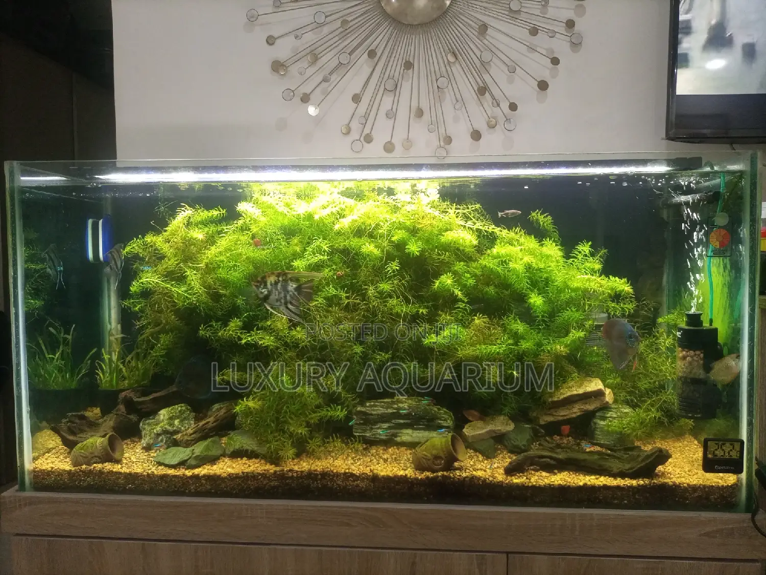 Natural Planted Aquarium