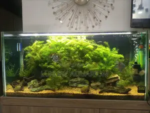 Natural Planted Aquarium