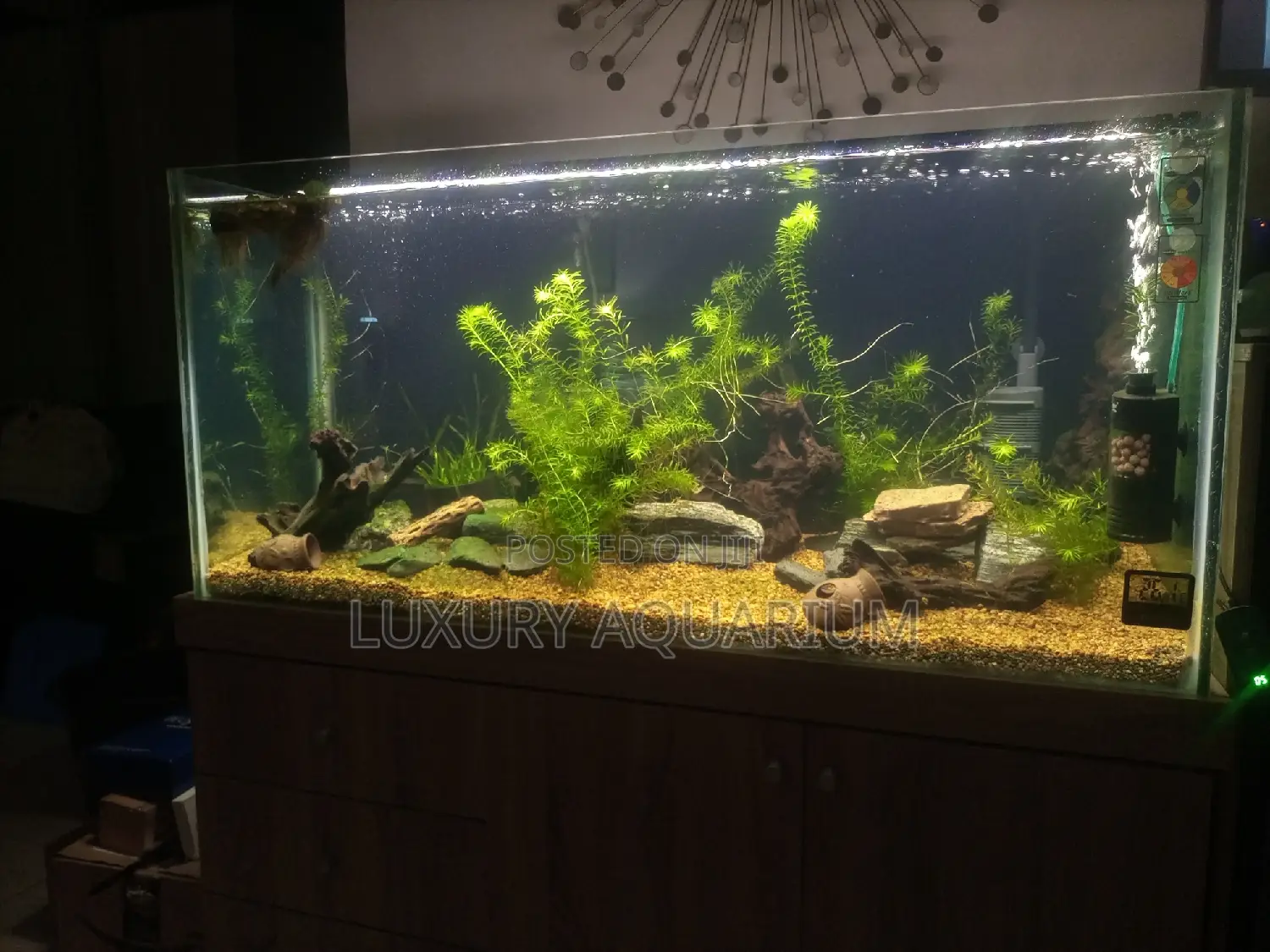 Natural Planted Aquarium