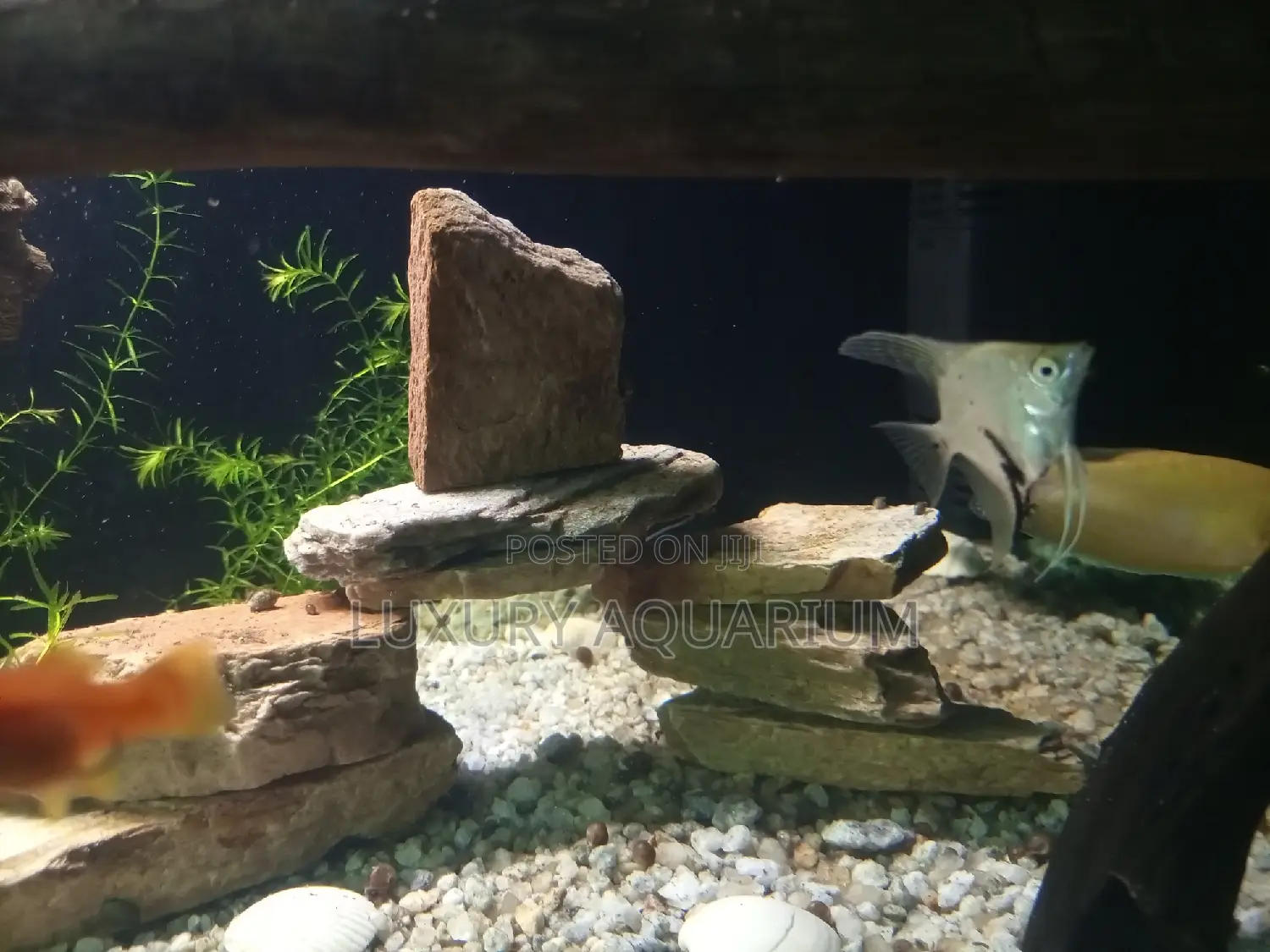 Natural Planted Aquarium