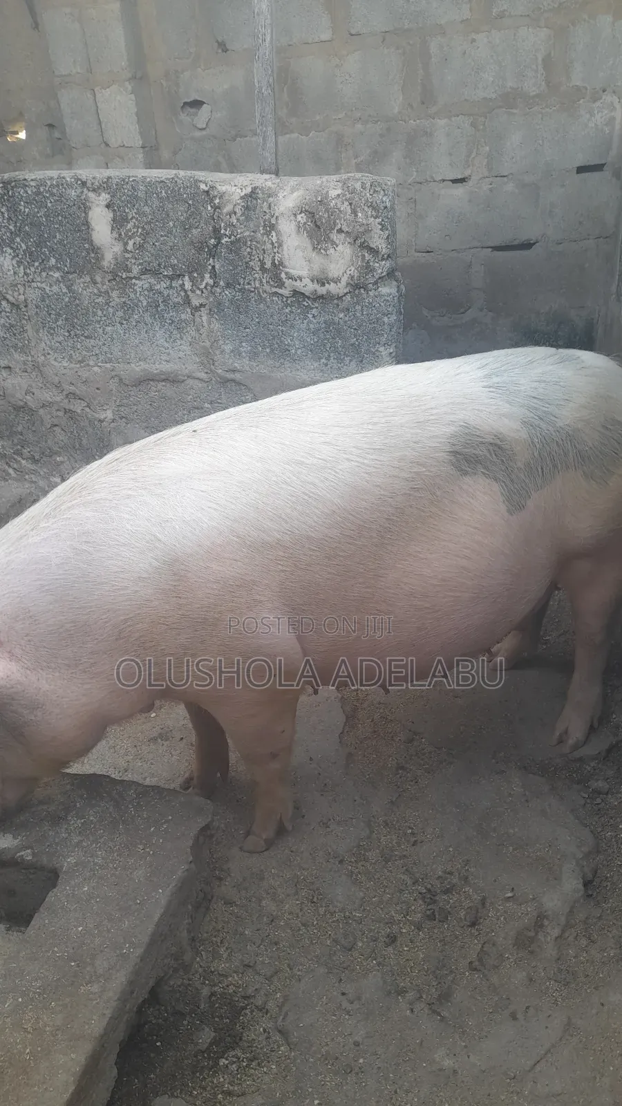 Fresh Pork