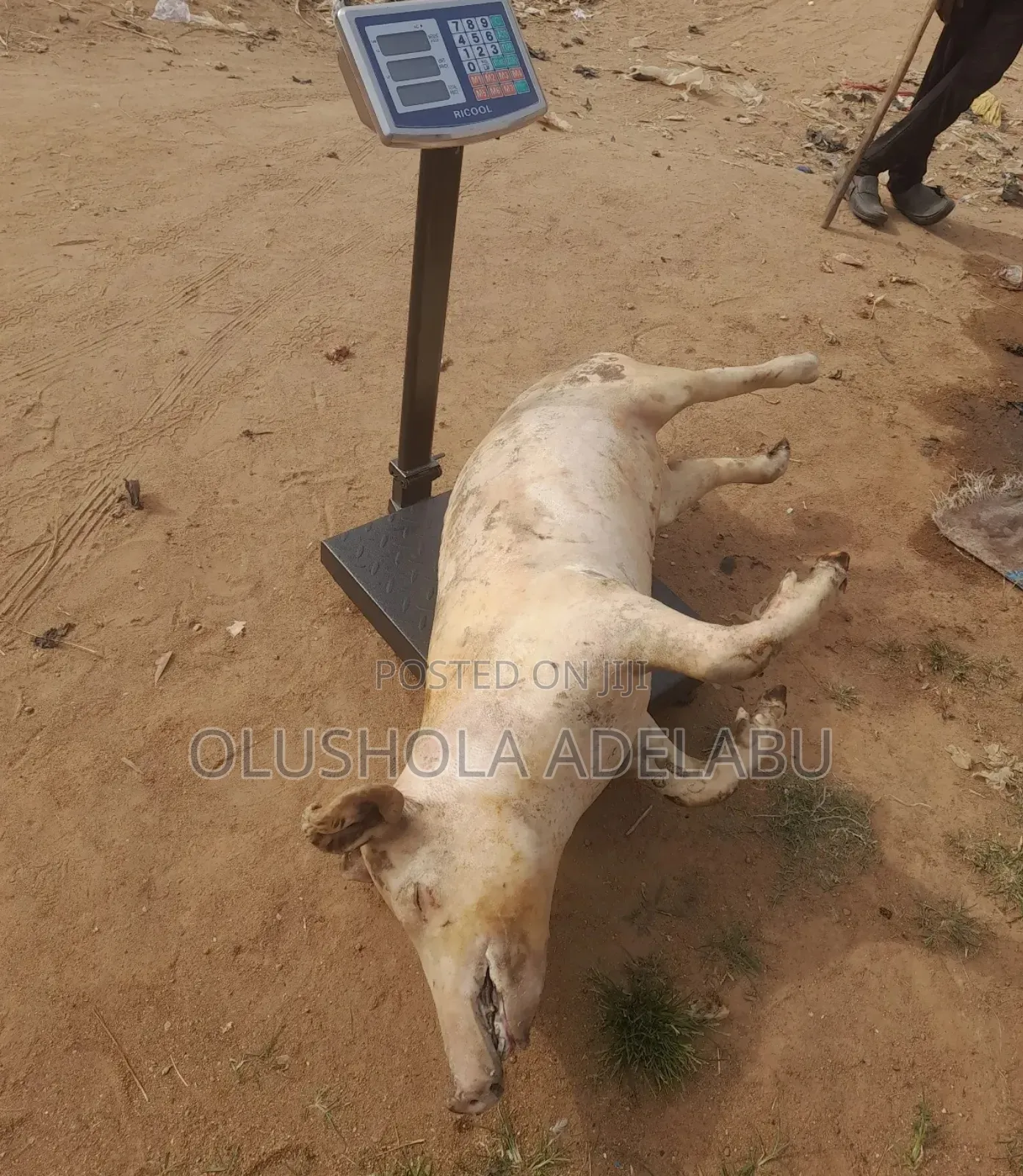 Fresh Pork