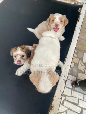 1-3 months Female Purebred Lhasa Apso
