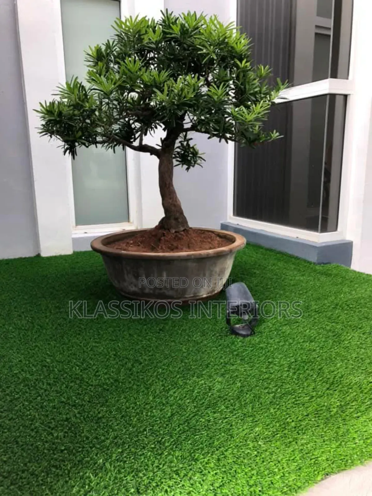 Executive Carpet Grass for Front Back Yard