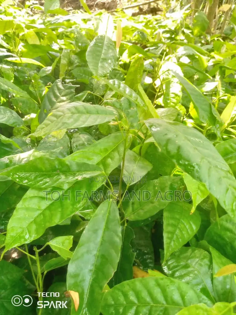 T-Series Cocoa Seedling