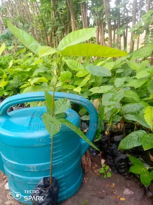 T-Series Cocoa Seedling