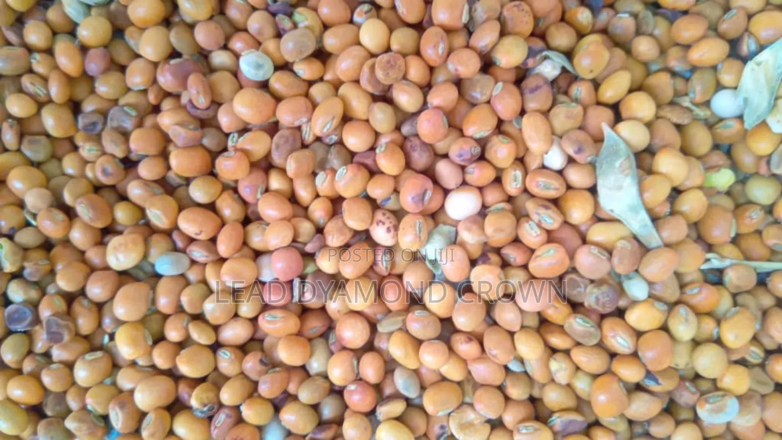 Cajanus Cajan (Pigeon Peas)