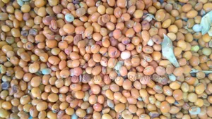 Photo - Cajanus Cajan (Pigeon Peas)