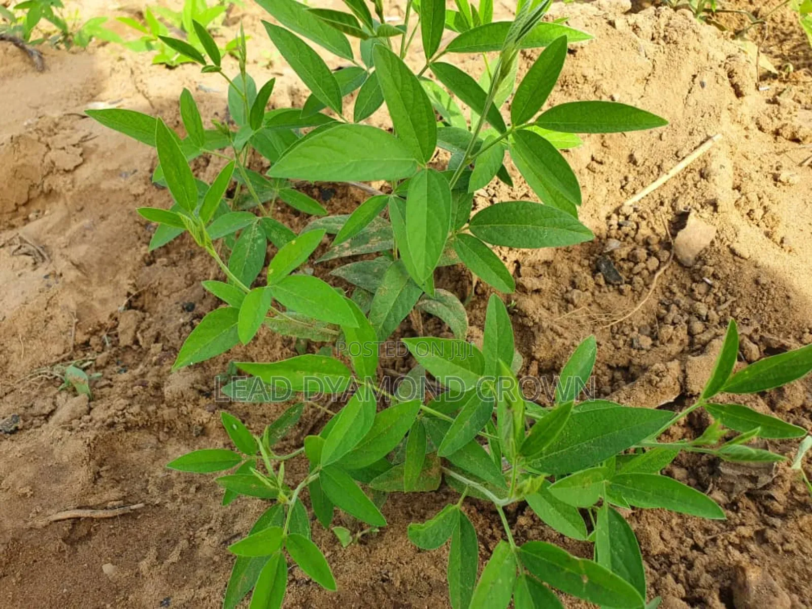 Cajanus Cajan (Pigeon Peas)
