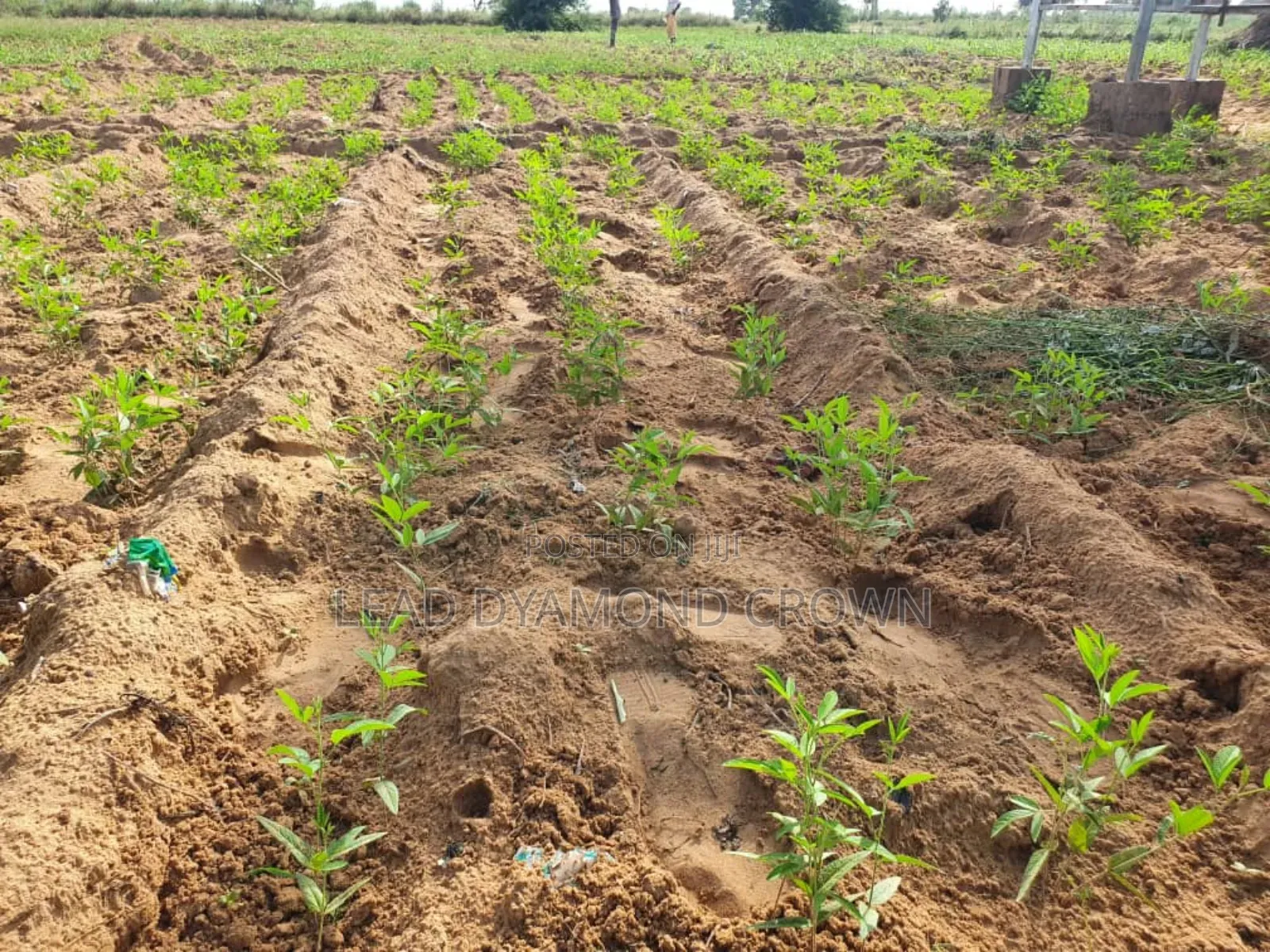 Cajanus Cajan (Pigeon Peas)