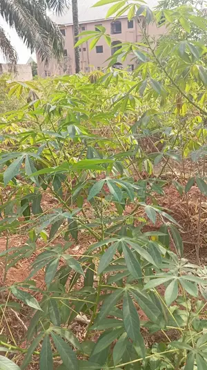 One Plot of Land for Sale in Nkwelle Awka, Anambra State