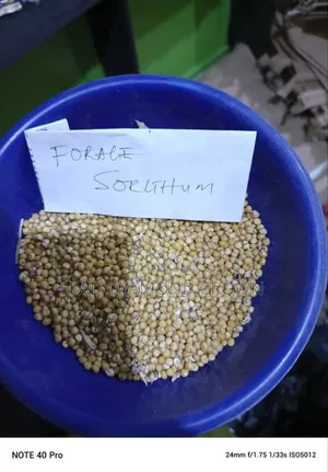 Photo - Forage Sorghum