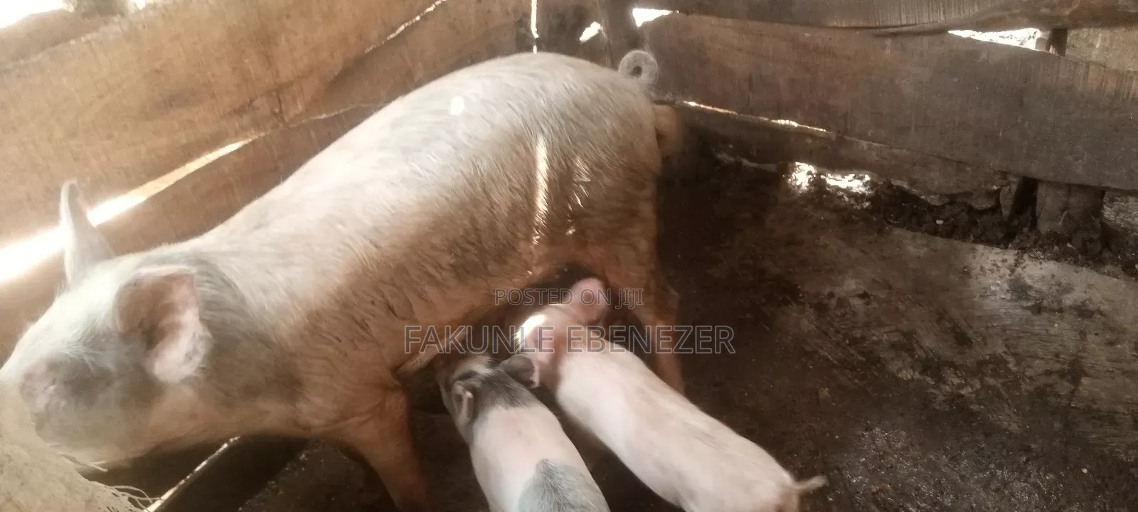 Farm Supervisor