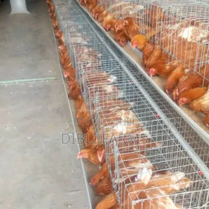 Point of Lay Birds