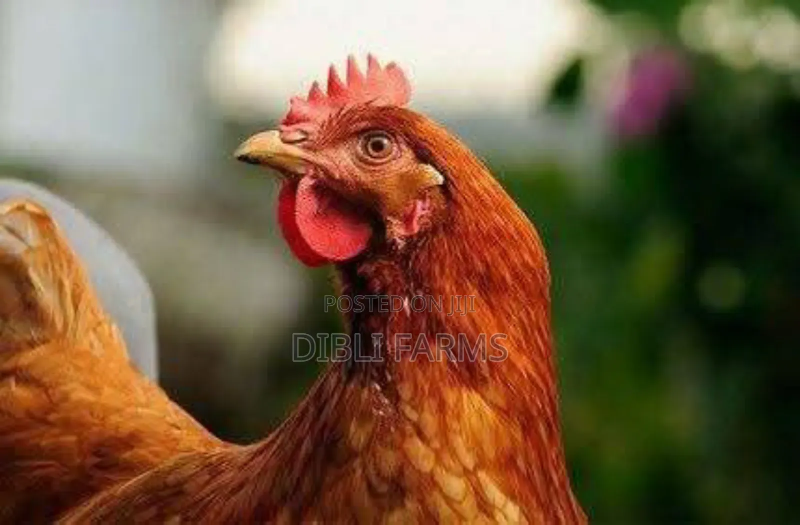 Point of Lay Birds