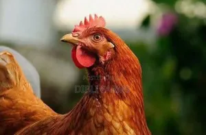 Point of Lay Birds