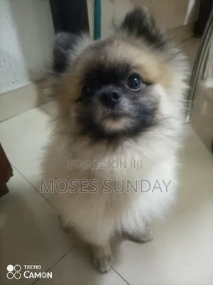 Photo - 0-1 month Male Purebred Pomeranian