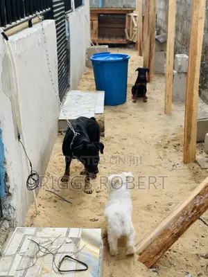 Male Rott Available for Mating