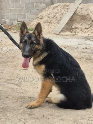 3-6 months Female Purebred German Shepherd