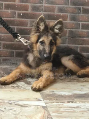 3-6 months Male Purebred German Shepherd