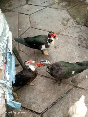 Quality Muscovy Duck, Pekin Duck
