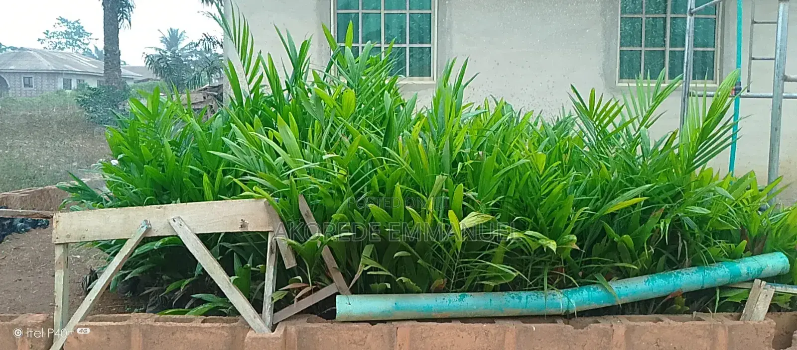 Akorede Emmanuel