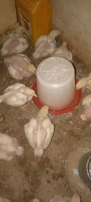 2 Weeks Plus Chicks for Sale