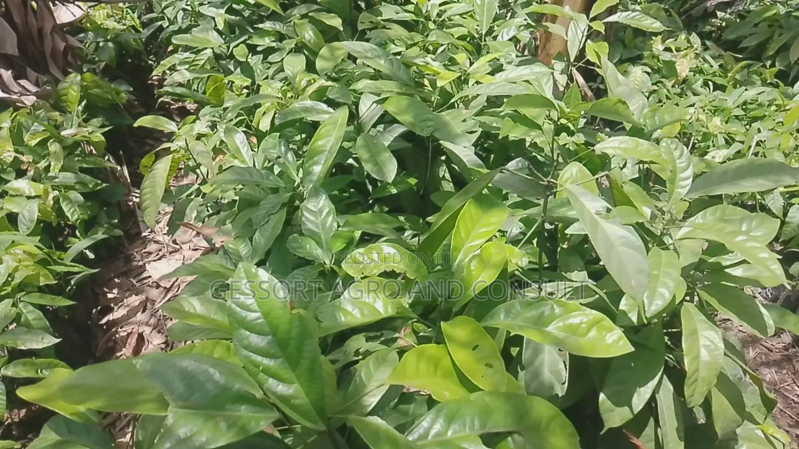 Cocoa Seedlings Tc Series