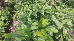 Cocoa Seedlings Tc Series