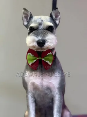 Home Service Dog Grooming