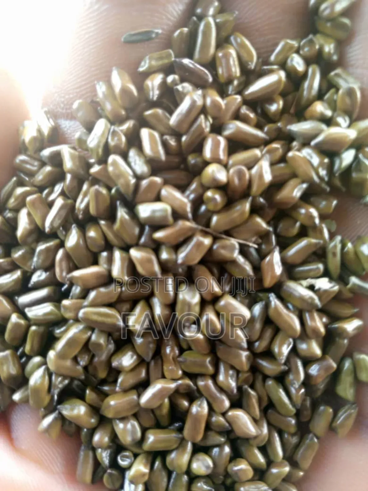 Casiatora Seeds