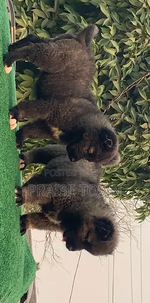 1-3 months Female Purebred Caucasian Shepherd