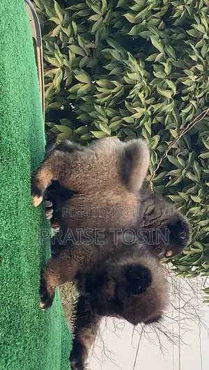 1-3 months Female Purebred Caucasian Shepherd