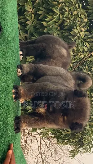 1-3 months Male Purebred Caucasian Shepherd