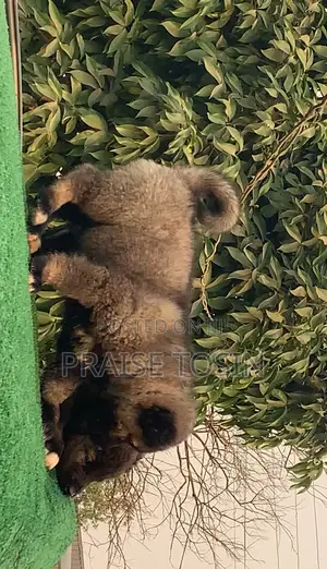 1-3 months Female Purebred Caucasian Shepherd