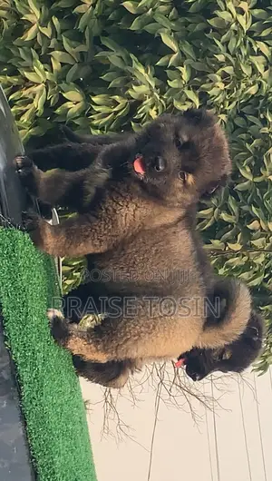 1-3 months Male Purebred Caucasian Shepherd