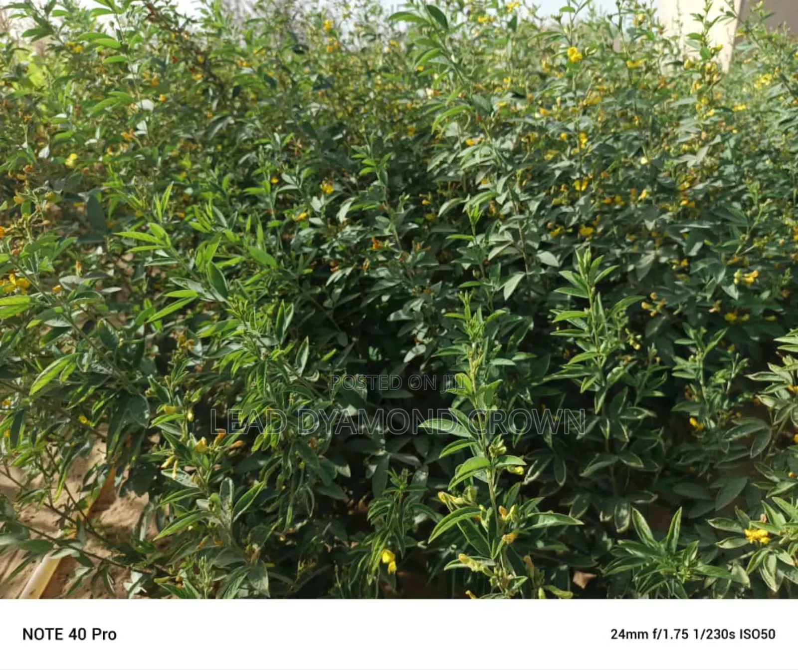 Cajanus Cajan (Pigeon Peas)