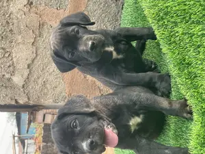 1-3 months Female Purebred Cane Corso
