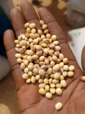 Raw Soya Beans