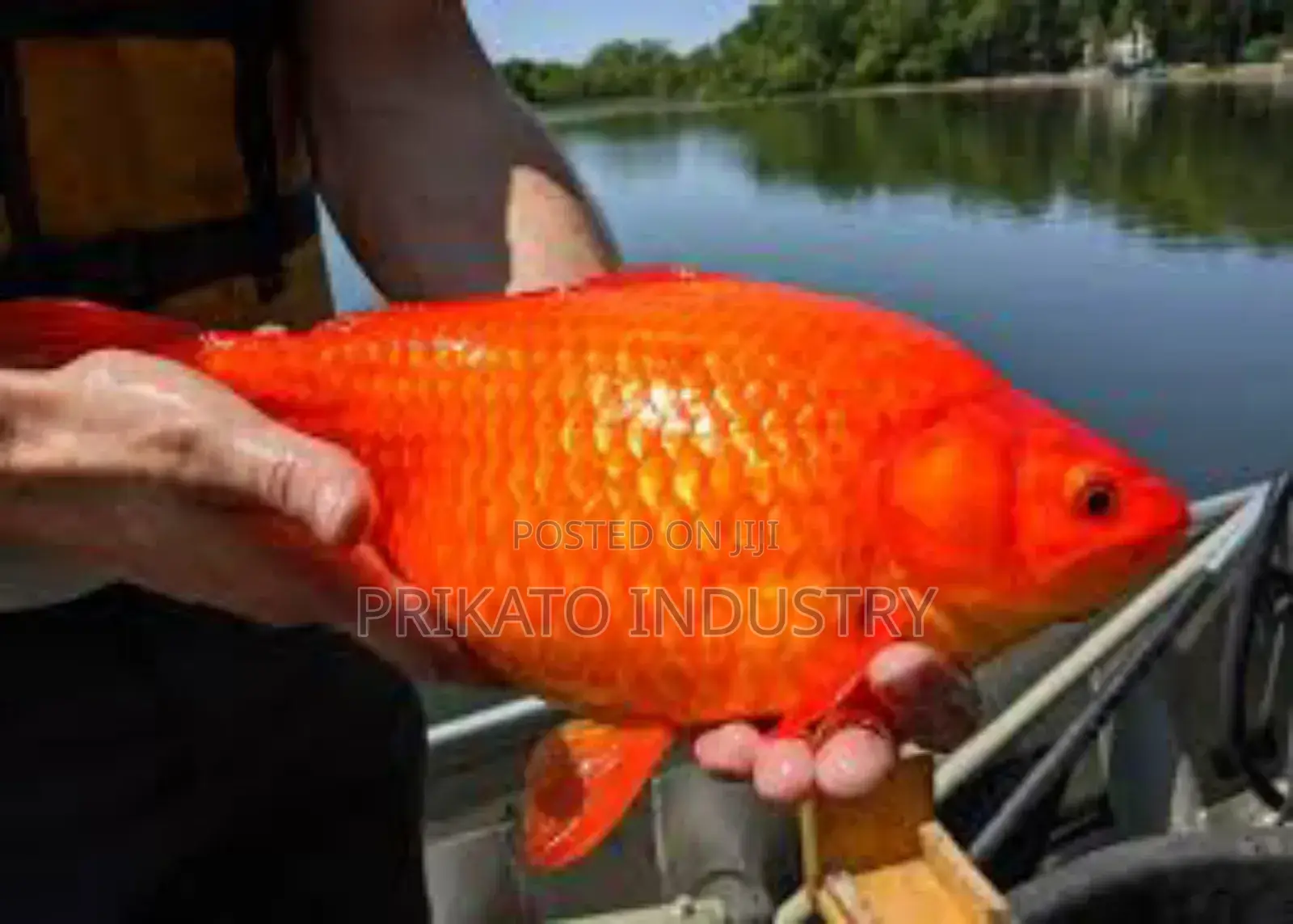 Aquarium Gold Fish Bulk Price