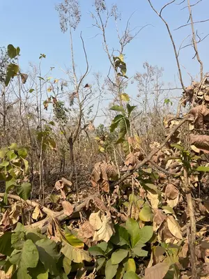 547 Acres of Land for Sale at Very Cheaper Price in Oyo Stat