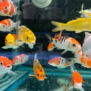 Yellow Lab Cichlids