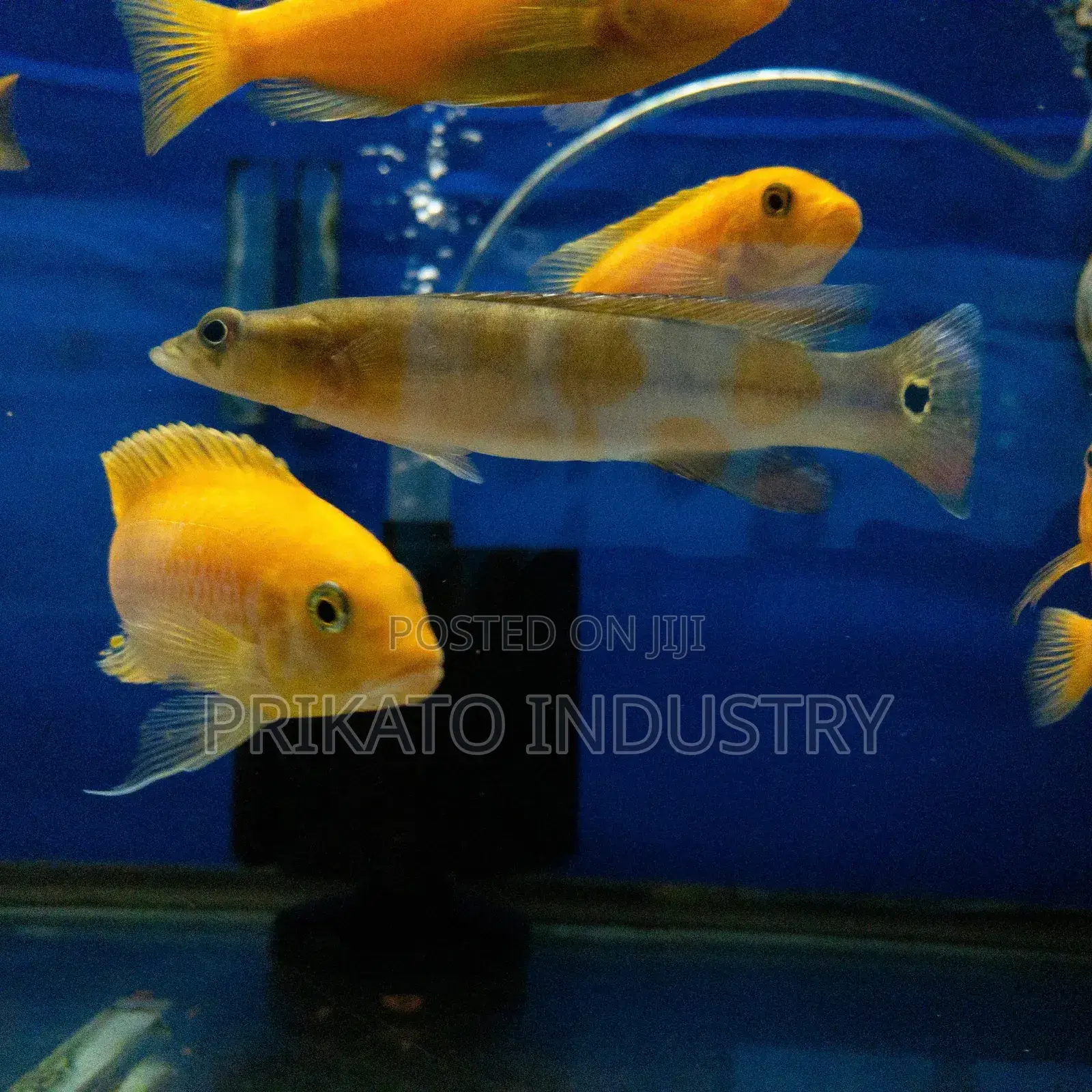 Yellow Lab Cichlids