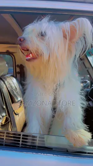 1+ year Male Purebred Lhasa Apso