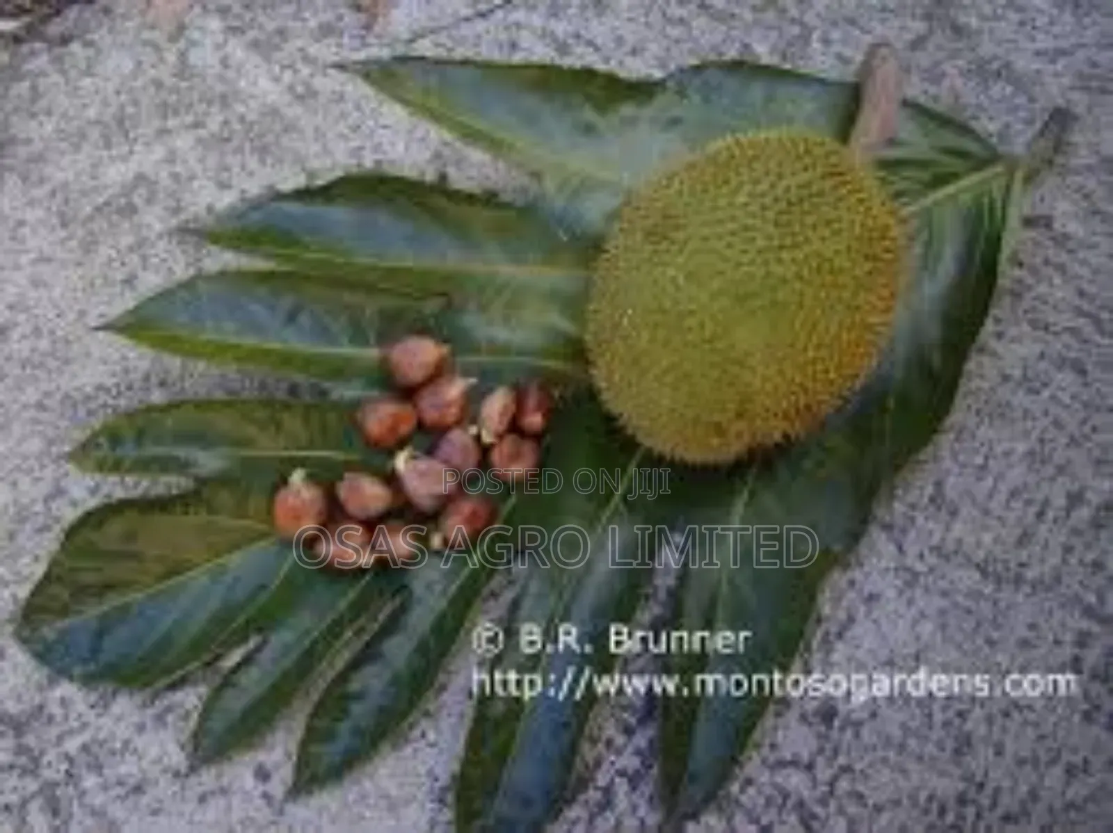 Breadnut Seedlings