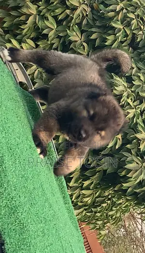1-3 months Female Purebred Caucasian Shepherd