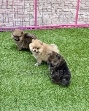 Photo - 1-3 months Female Purebred Pomeranian