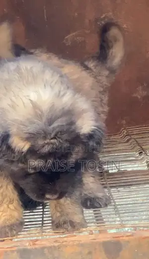 1-3 months Female Purebred Caucasian Shepherd
