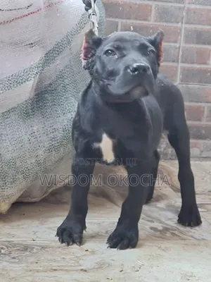 1-3 months Female Purebred Cane Corso